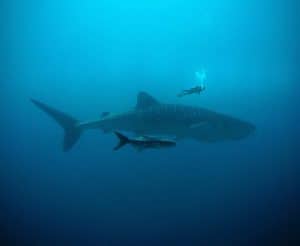 whale shark