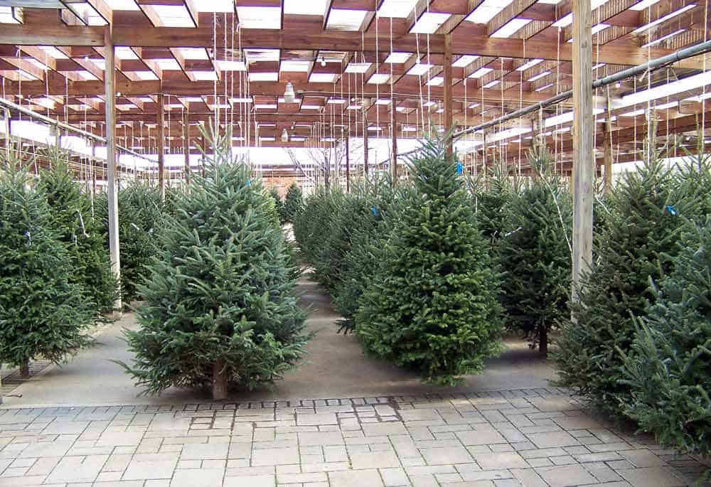 common christmas trees